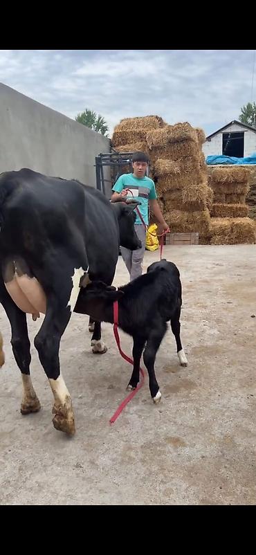 Inəklər, öküzlər: Südlük inək buzovu ilə birlikdə - Cins: qara-ağ (Holşteyn tipli — 9