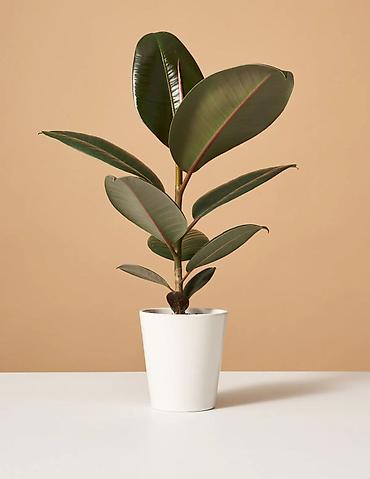 Ev və bağ: 🌿 Fikus Elastica – dekorativ otaq bitkisi Evinizə və ya ofisinizə — 2