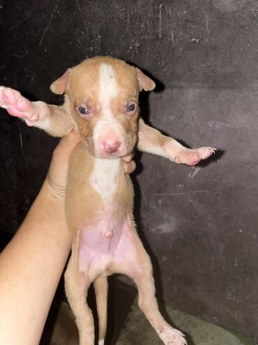 i̇tlər doberman: Pitbul, 1 ay, Dişi, Peyvəndli, Ünvandan götürmə, Pulsuz çatdırılma, Ödənişli çatdırılma