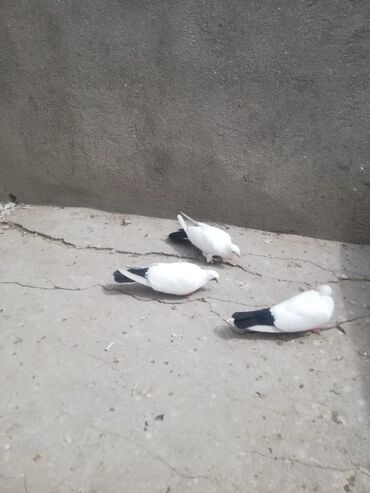 Павлины: Ağ–qara naxışlı göyərçinlər - Rəng: əsasən ağ bədən, quyruq və