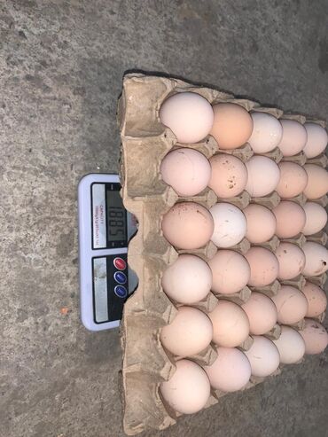 страусиное яйцо цена: Продаю, продаю яйцо, оптом и в розницу