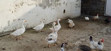 qaz qus: Salam hamiya bele qaz var 2 eded dişi satilir hal hazidda yumurduyular