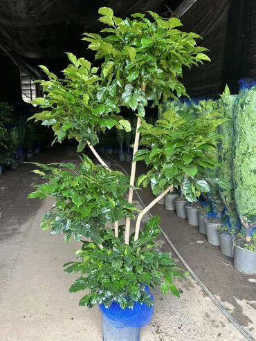 Другие комнатные растения: Предлагаются различные комнатные растения в горшках. В наличии кротоны — 12