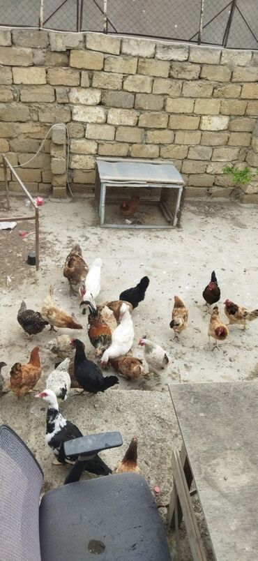 qaşqaldaq quşu: Salam aleykum 12 eded lal ordek sort ordeklerdi 30 eded yumurtduyan