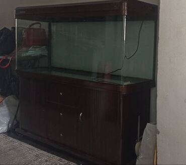 аквариум и рыбки: Продаю аквариум б/у, д 120см, ш 43см, в 50 см. Есть к нему инвентарь