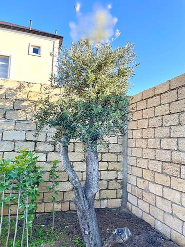 Ağaclar: Zeytun ağacları.Hər ölçüdə var. Əlaqə nömrəsi: +994503788715 -da lalafo.az — 5 Ağaclar: Zeytun ağacları.Hər ölçüdə var. Əlaqə nömrəsi: +994503788715 — 5