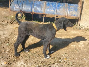 собаки овчарки бесплатно: Тайган, 3 года, Самка, С родословной