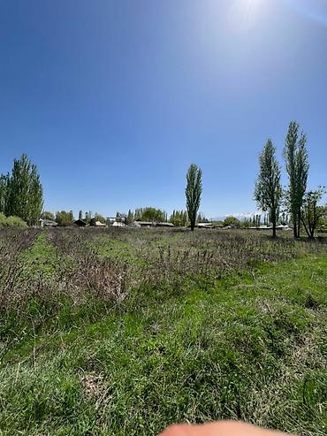 Продажа коттеджей и домов: Срочно продается дом с участком 35 соток ( по факту 45 соток) в селе — 7