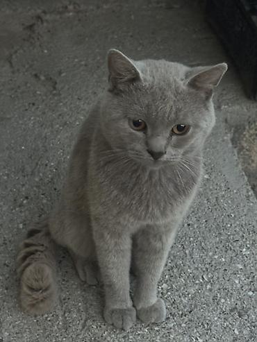 ev quşlari haqqinda melumat: Erkək — 5