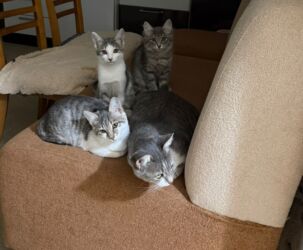 Pişiklər: Dişi, Yaxşı əllərə — 4