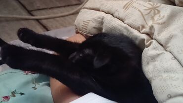 Отдам даром кошку: Кошка даром: Скотиш Фолд (Шотландская вислоухая), 4 месяца, Девочка, Приучена к лотку — 6