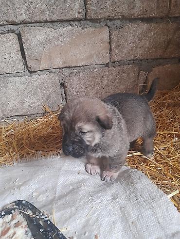 İtlər: Peyvəndli — 7