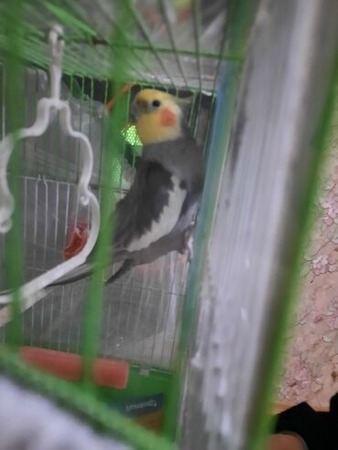 Tutuquşları: Asqim deyir 100 manat unvandan gotursez endirim olar erkekdir