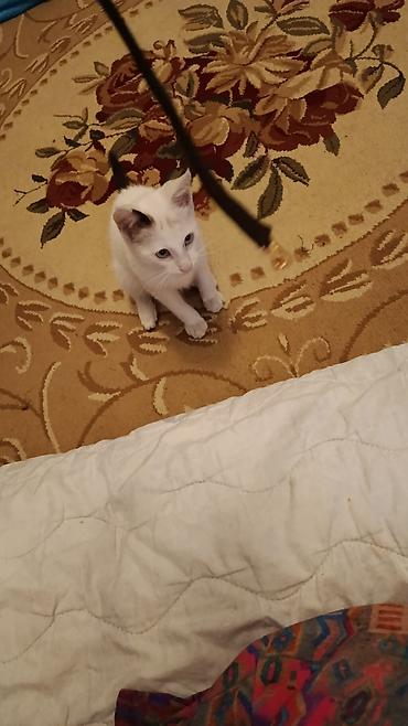 Кошки: Ангорская, 4 месяца, Мальчик, Белый, Приучена к лотку — 4