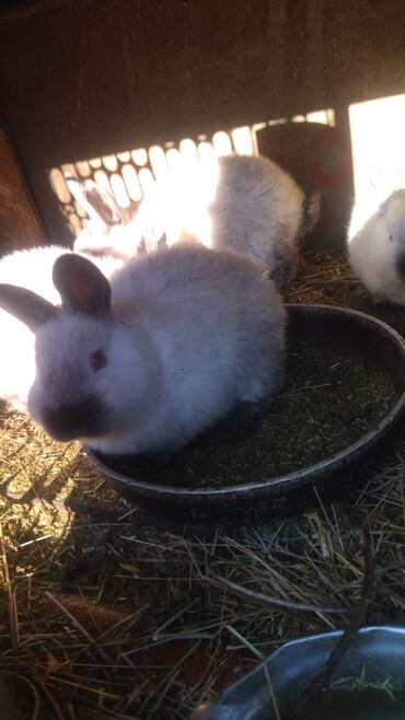 Декоративные кролики: Кролики — 23