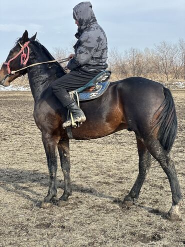 Лошади, кони: Продаю | Жеребец | Рабочий — 9