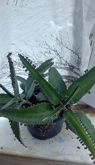 kala: Daxili sukulentlər kolleksiyası – 4 müxtəlif növ - Sansevieria — 2