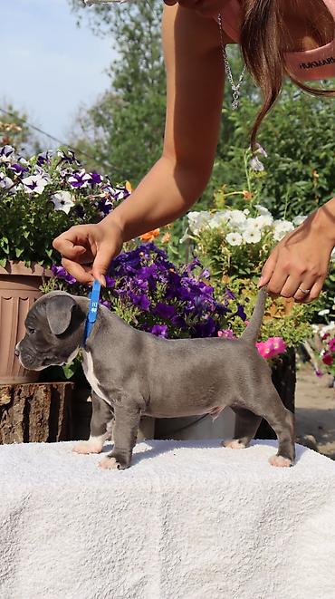 Продажа собак: Американский булли, 2 месяца, Самец — 15