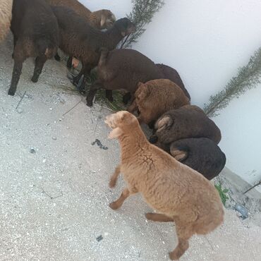 Quzu: Salam hervaxdız xeyir saxlamlıq quzularm cxdı satqa isdiyen elaqe — 15