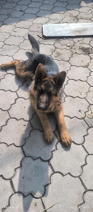 Продажа собак: Щенок немецкой овчарки Продаётся чистопородный щенок Немецкой — 4