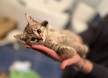 кот мейнкун: Кошка даром: Беспородная, 2 месяца, Девочка — 1