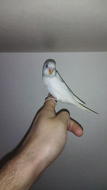 Tutuquşları: Il — 4