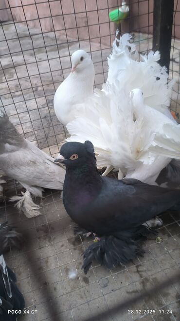 Птицы: Игровые летные цена договарная - Породы: белые павлины (характерные — 4