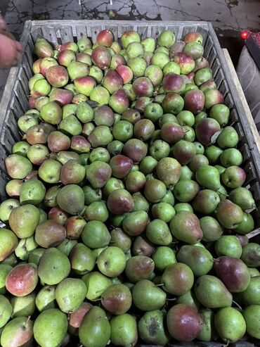 Груши: Груши В розницу, Самовывоз — 7