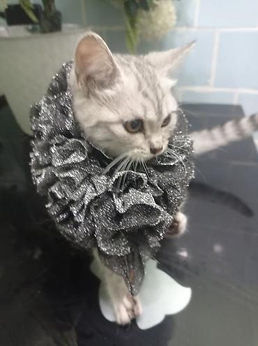 Декоративные ленты и банты: Ошейник-воротник для кошек (юбочка-ruff) - Декоративный воротник для — 8