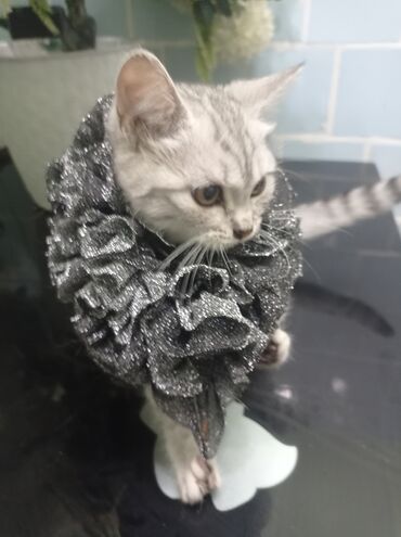 Декоративные ленты и банты: Ожерелье-воротник для кошек (декоративная «руффа») - Назначение — 9