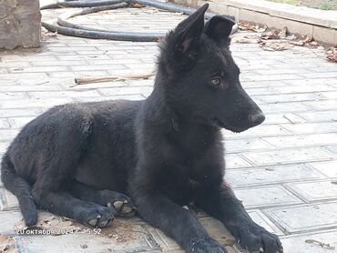 coban iti sekilleri: Alman çoban iti, 2 ay, Erkek, Peyvəndli, Ünvandan götürmə