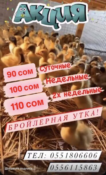 ячмень цена: В наличии бройлерная утка! Суточные! Недельные! 2х недельные!