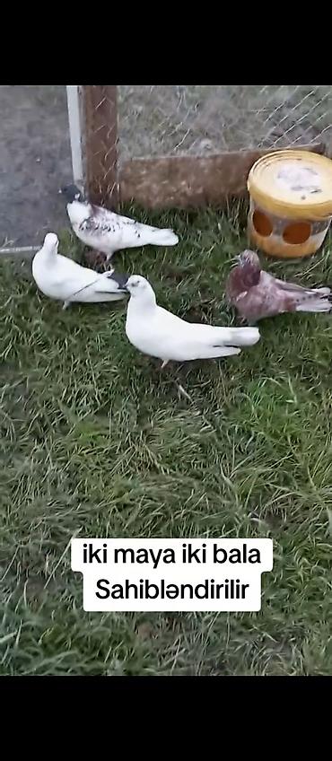 quş üçün qəfəs: İki maya + iki bala göyərçin sahibləndirilir. Xüsusiyyətlər: - 2 ədəd — 3