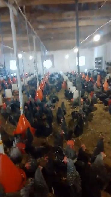 тап аз птицы: Super XARKOV TOYUQLARININ MAYALI YUMURTALARININ VƏ 1 GÜNLÜK — 4
