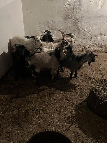Козы, козлы: Продаю | Коза (самка) | Для разведения | Племенные — 4
