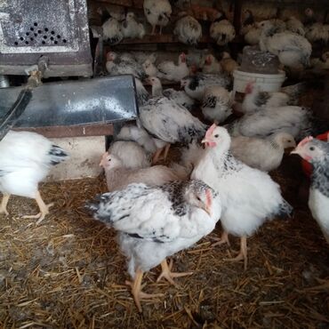 Toyuqlar: Serebrist və f6 cücələri tam sağlam ev şəraitində saxlanılan xoruz və — 8