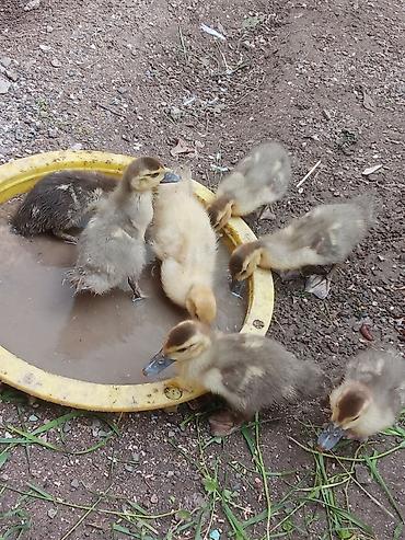 hind ordəyi: Muscovy (hind) ördək balaları – sağlam və aktiv sürü - Növ — 2
