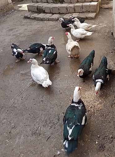 Ördəklər: Dişi, | Lal ördək, Ətlik — 4