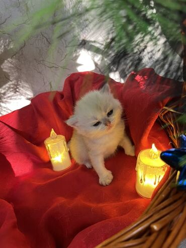 Pişiklər: Britan, Erkək, Dişi — 9