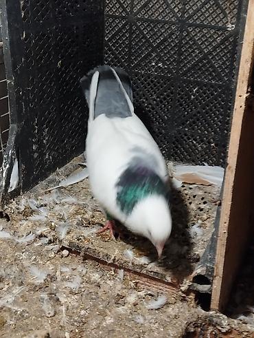 Göyərçinlər: Salam Aleykum çep maya tutulmadi dikelib oynuyan qusdu maya 25m — 7