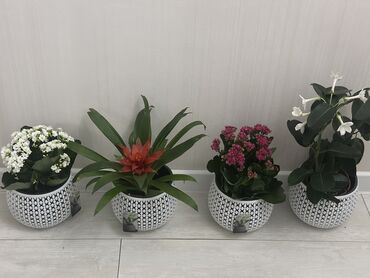 Другие комнатные растения: Комнатные цветы at lalafo.kg — 24 Другие комнатные растения: Комнатные цветы — 24