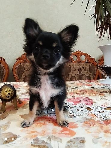 coban itleri: Çixuahua, 4 ay, Erkək, Peyvəndli, Ünvandan götürmə — 4