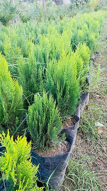 Şitillər: Thuja (konik/qədim kiparis) şitili – qara polietilen torbada — 3