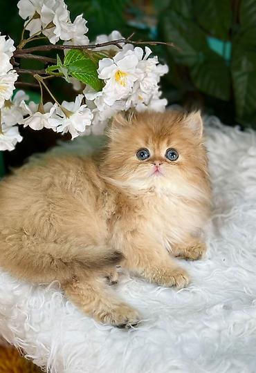 Pişiklər: Britan — 9