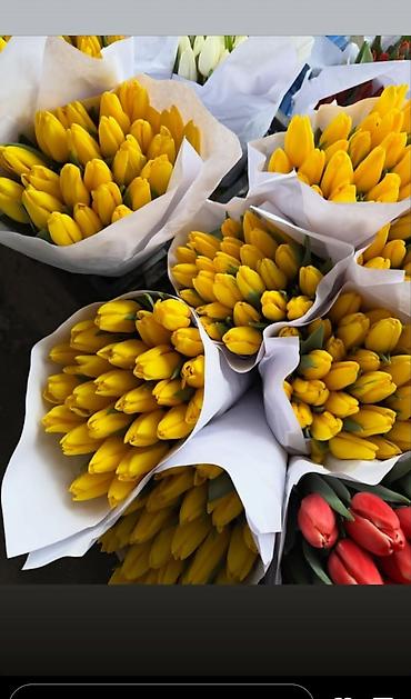 Букеты из живых цветов: 🔥 **ТЮЛЬПАНЫ ОПТОМ К 8 МАРТА ПРЯМО ИЗ ТЕПЛИЦЫ** 🔥 Голландские at lalafo.kg — 7 Букеты из живых цветов: 🔥 **ТЮЛЬПАНЫ ОПТОМ К 8 МАРТА ПРЯМО ИЗ ТЕПЛИЦЫ** 🔥 Голландские — 7