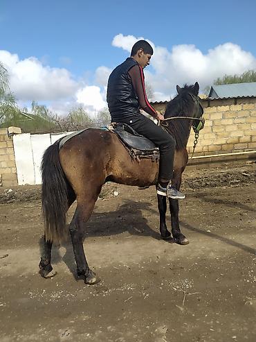 cins atlar: At minik və yük daşıma üçün uyğun, dayanıqlı yerli cins (qəhvəyi, qara — 2