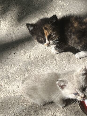 живой сазан: Вот такие котятки ищут любящих родителей, им сейчас месяц, уже кушают