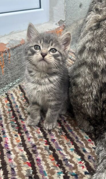 кот шатланский: Продаю котят и кошку,породистые,2 месяца,приучины к латку,1000сом