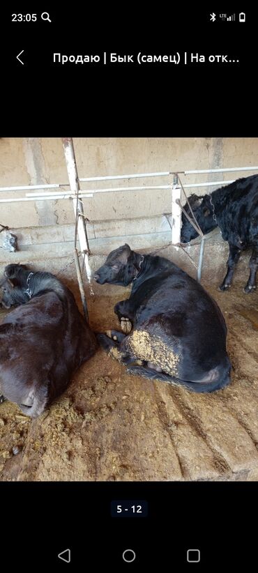 продаю в связи с переездом: Сатам | Бука (эркек) | Ангус, Голштин, Алатоолук | Бордоп семиртүү үчүн, Көбөйтүү үчүн | Жасалма жол менен боозутуу, Жасалма уруктандырылган
