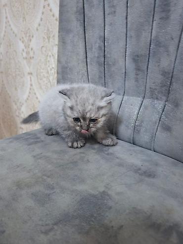Кошки: Шотландская вислоухая — 3
